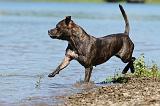 STAFFIE 142